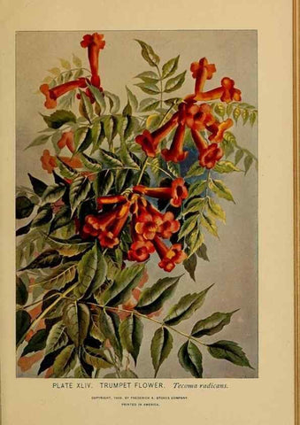 Reproducción/Reproduction 32977397578: A guide to the wild flowers.. New York,F. A. Stokes[1899]. 