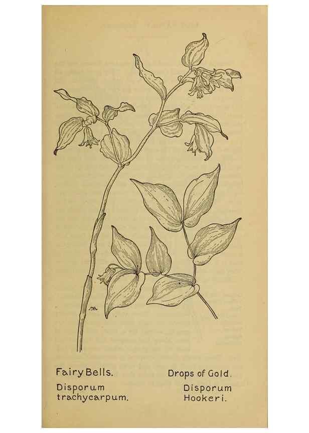 Reproducción/Reproduction 32977397888: Field book of western wild flowers /. New York :Putnam,1915.. 