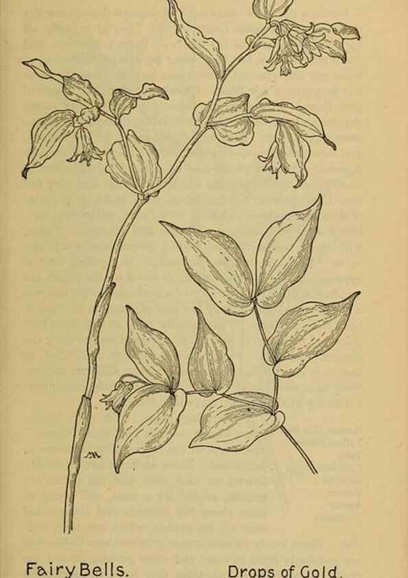 Reproducción/Reproduction 32977397888: Field book of western wild flowers /. New York :Putnam,1915.. 