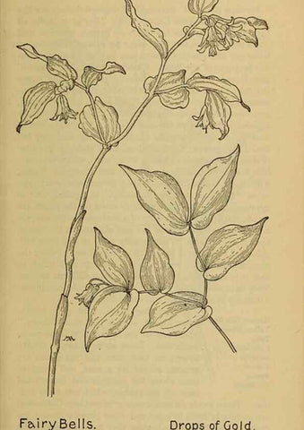 Reproducción/Reproduction 32977397888: Field book of western wild flowers /. New York :Putnam,1915.. 