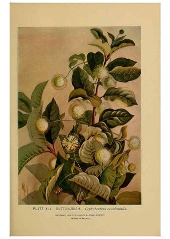 Reproducción/Reproduction 46852763701: A guide to the wild flowers.. New York,F. A. Stokes[1899]. 