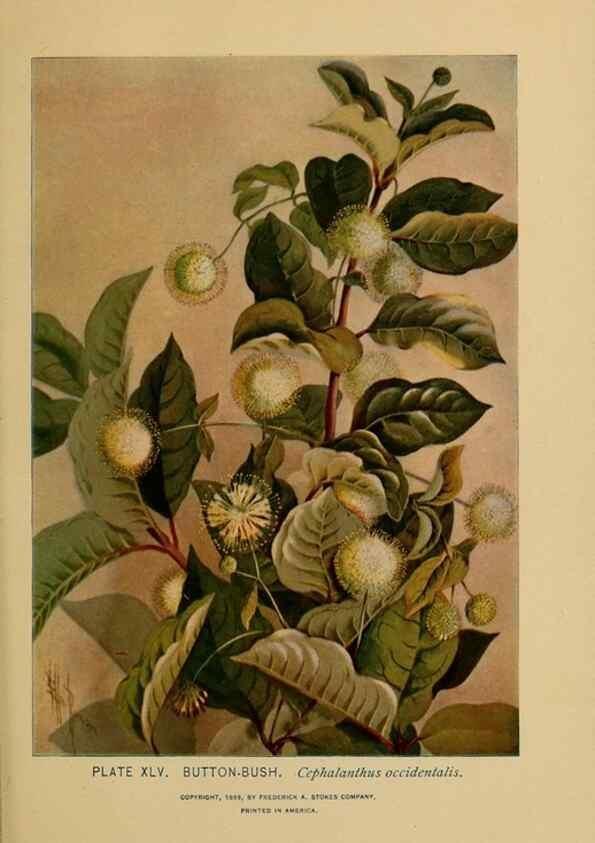 Reproducción/Reproduction 46852763701: A guide to the wild flowers.. New York,F. A. Stokes[1899]. 