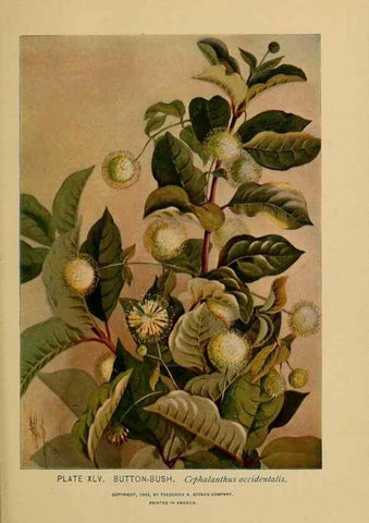 Reproducción/Reproduction 46852763701: A guide to the wild flowers.. New York,F. A. Stokes[1899]. 