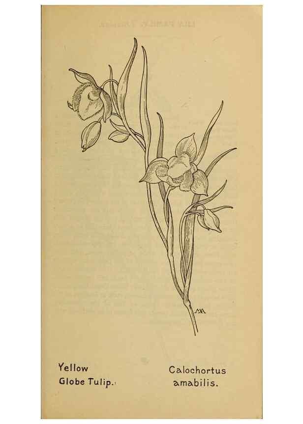 Reproducción/Reproduction 32977398948: Field book of western wild flowers /. New York :Putnam,1915.. 