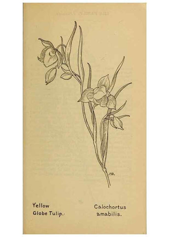 Reproducción/Reproduction 32977398948: Field book of western wild flowers /. New York :Putnam,1915.. 
