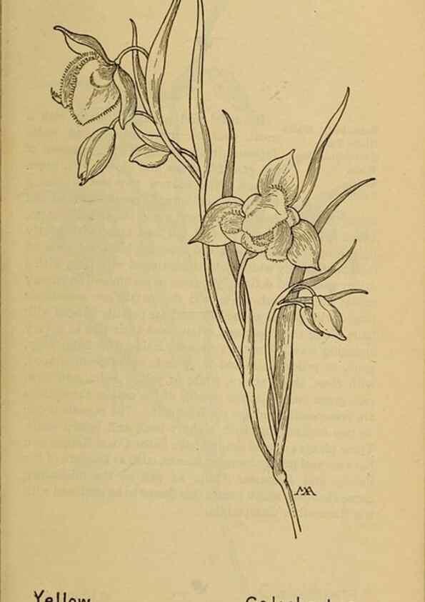 Reproducción/Reproduction 32977398948: Field book of western wild flowers /. New York :Putnam,1915.. 