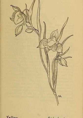 Reproducción/Reproduction 32977398948: Field book of western wild flowers /. New York :Putnam,1915.. 