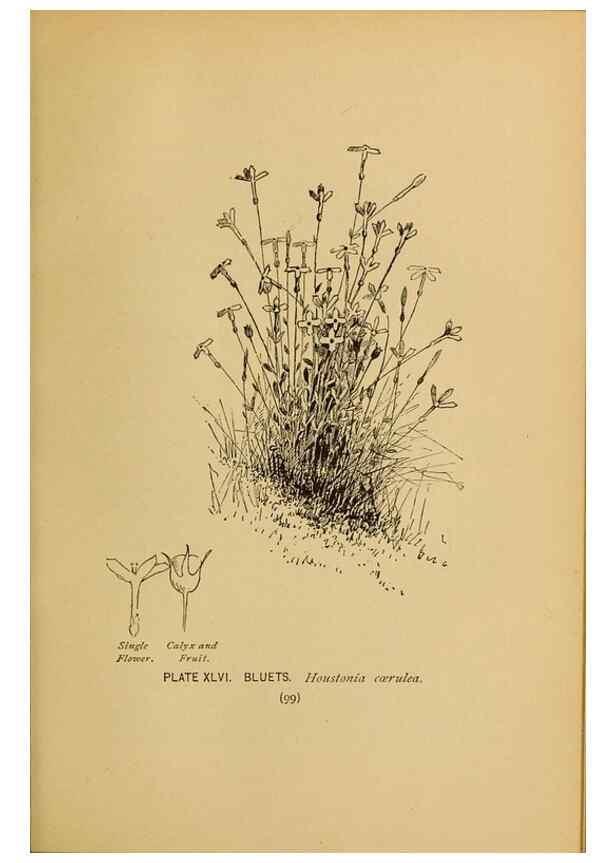 Reproducción/Reproduction 32977399538: A guide to the wild flowers.. New York,F. A. Stokes[1899]. 