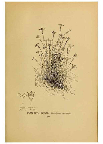 Reproducción/Reproduction 32977399538: A guide to the wild flowers.. New York,F. A. Stokes[1899]. 