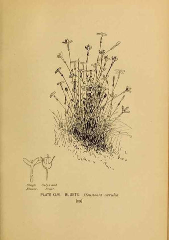 Reproducción/Reproduction 32977399538: A guide to the wild flowers.. New York,F. A. Stokes[1899]. 