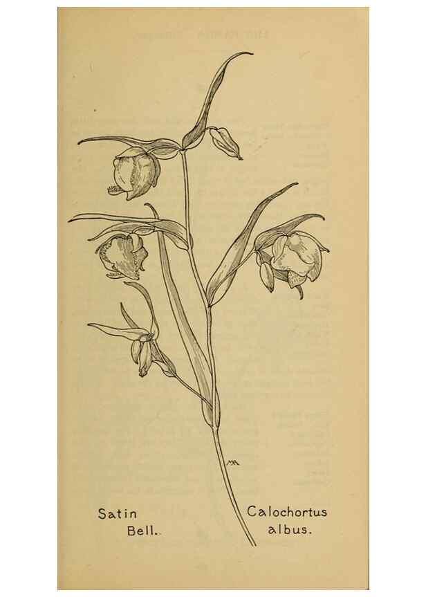Reproducción/Reproduction 31911470387: Field book of western wild flowers /. New York :Putnam,1915.. 