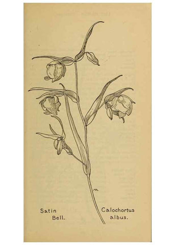Reproducción/Reproduction 31911470387: Field book of western wild flowers /. New York :Putnam,1915.. 