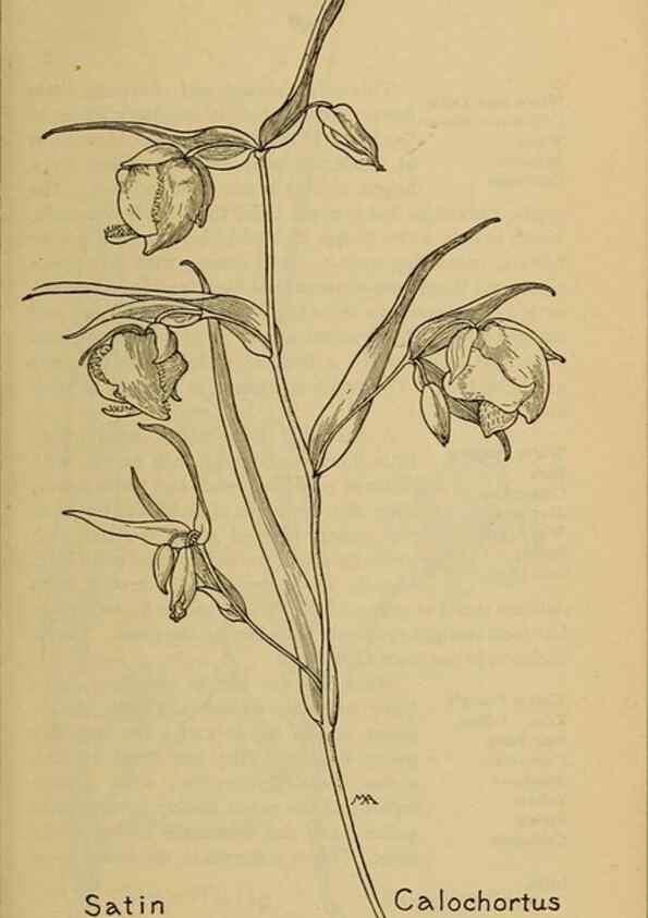Reproducción/Reproduction 31911470387: Field book of western wild flowers /. New York :Putnam,1915.. 