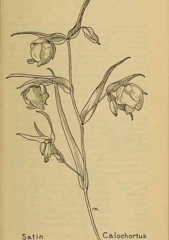 Reproducción/Reproduction 31911470387: Field book of western wild flowers /. New York :Putnam,1915.. 