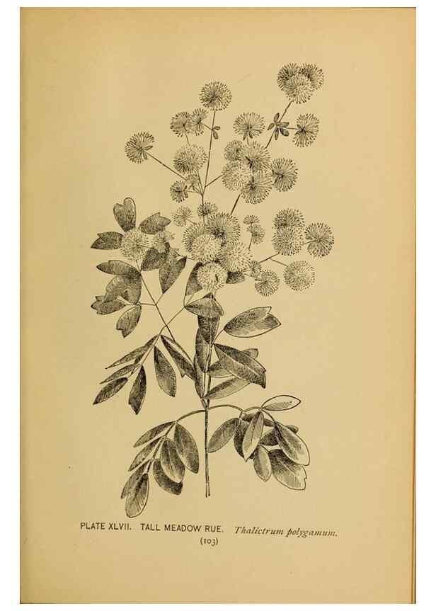 Reproducción/Reproduction 46852765141: A guide to the wild flowers.. New York,F. A. Stokes[1899]. 