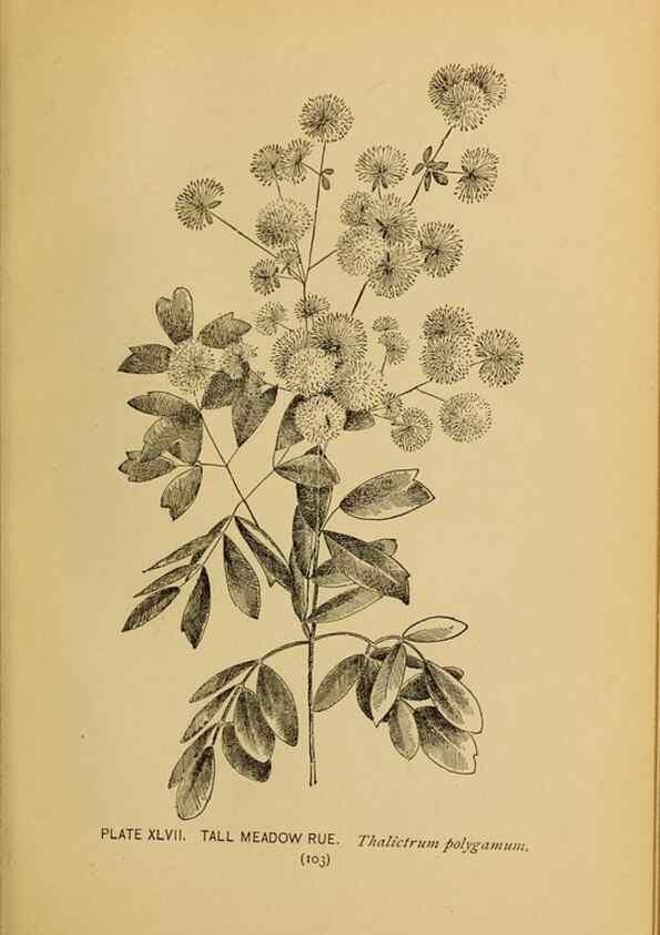 Reproducción/Reproduction 46852765141: A guide to the wild flowers.. New York,F. A. Stokes[1899]. 