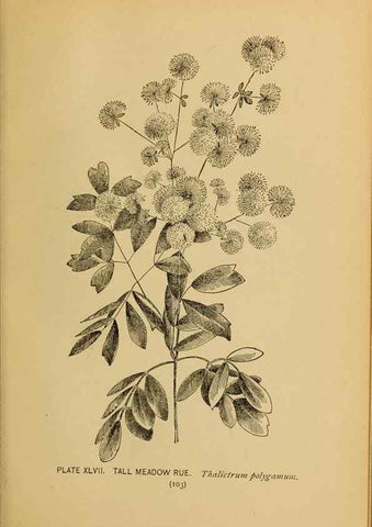 Reproducción/Reproduction 46852765141: A guide to the wild flowers.. New York,F. A. Stokes[1899]. 