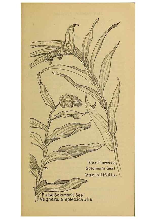 Reproducción/Reproduction 39887841183: Field book of western wild flowers /. New York :Putnam,1915.. 