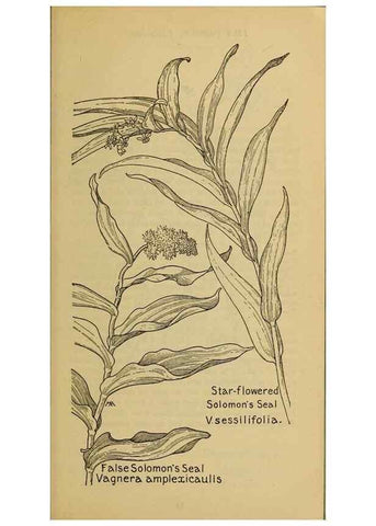 Reproducción/Reproduction 39887841183: Field book of western wild flowers /. New York :Putnam,1915.. 