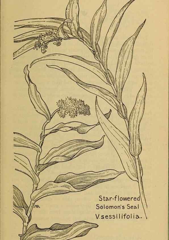 Reproducción/Reproduction 39887841183: Field book of western wild flowers /. New York :Putnam,1915.. 