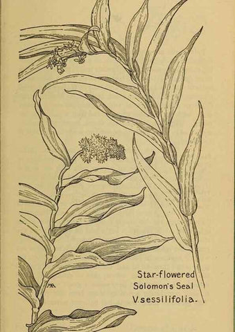 Reproducción/Reproduction 39887841183: Field book of western wild flowers /. New York :Putnam,1915.. 