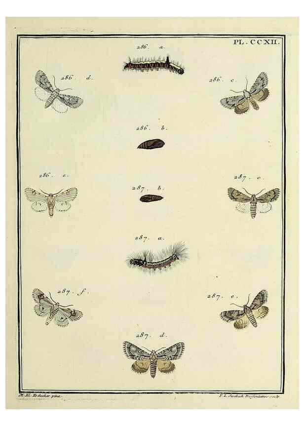 Reproducción/Reproduction 31922105537: Papillons d'Europe, peints d'après nature /. A Paris :Chez P.M. Delaguette, imprimeur-libraire ... ;1779-1792 [i.e. 1793]. 