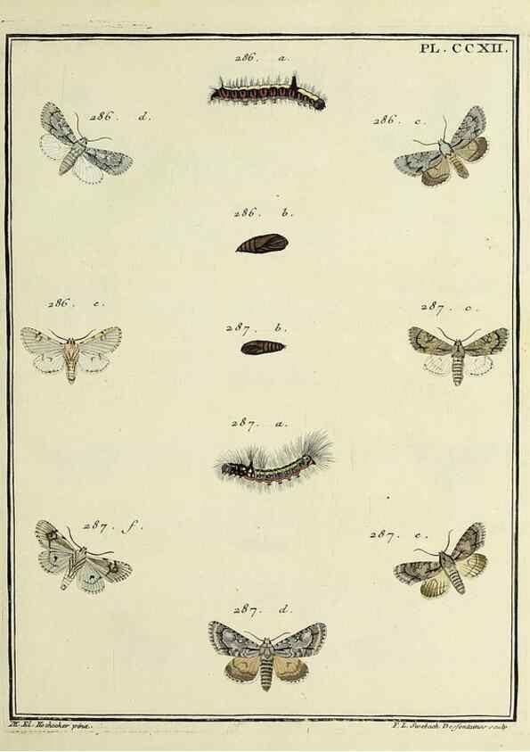 Reproducción/Reproduction 31922105537: Papillons d'Europe, peints d'après nature /. A Paris :Chez P.M. Delaguette, imprimeur-libraire ... ;1779-1792 [i.e. 1793]. 