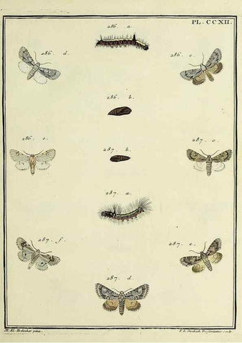 Reproducción/Reproduction 31922105537: Papillons d'Europe, peints d'après nature /. A Paris :Chez P.M. Delaguette, imprimeur-libraire ... ;1779-1792 [i.e. 1793]. 