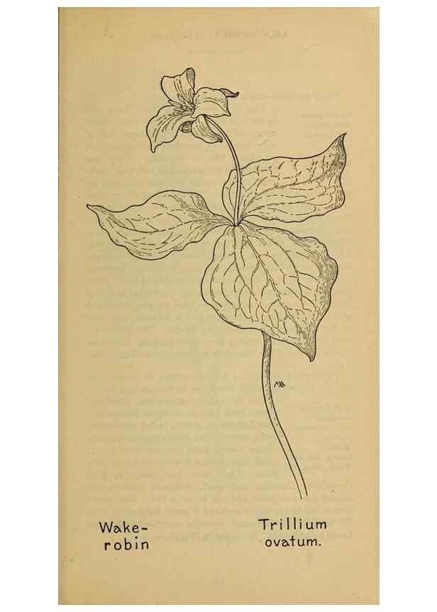 Reproducción/Reproduction 46800719362: Field book of western wild flowers /. New York :Putnam,1915.. 
