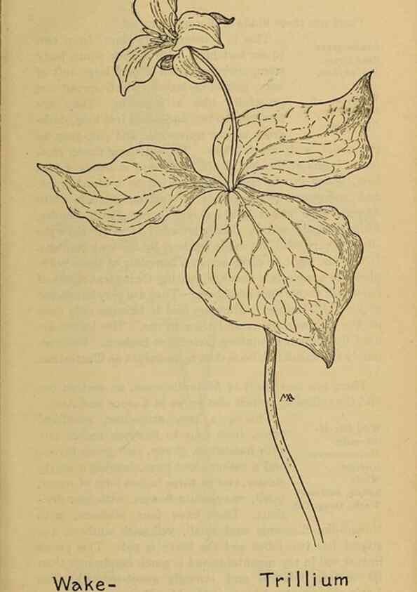 Reproducción/Reproduction 46800719362: Field book of western wild flowers /. New York :Putnam,1915.. 