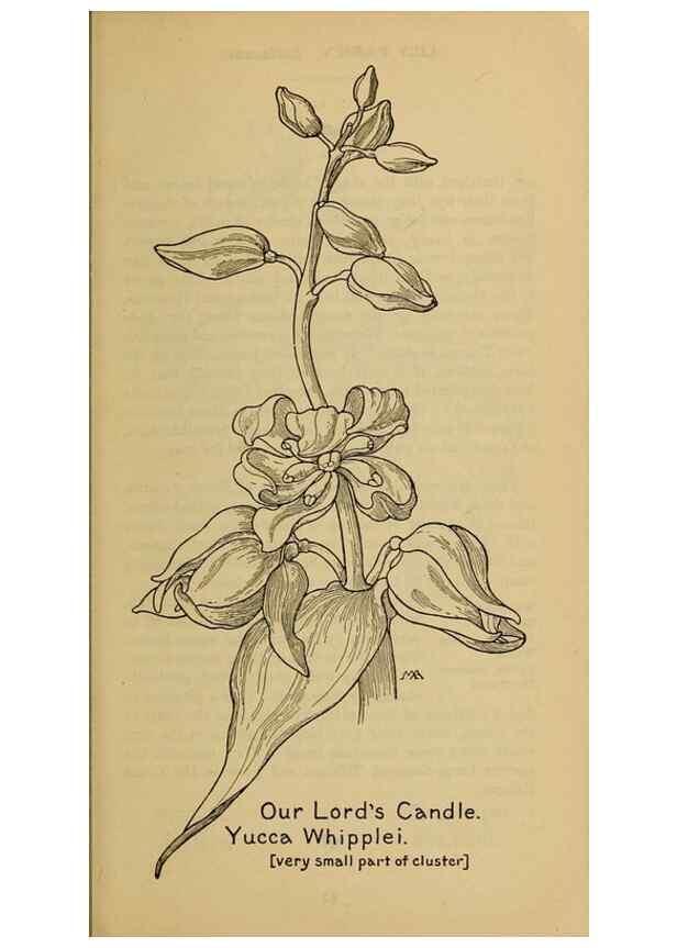 Reproducción/Reproduction 39887835423: Field book of western wild flowers /. New York :Putnam,1915.. 