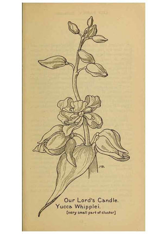Reproducción/Reproduction 39887835423: Field book of western wild flowers /. New York :Putnam,1915.. 
