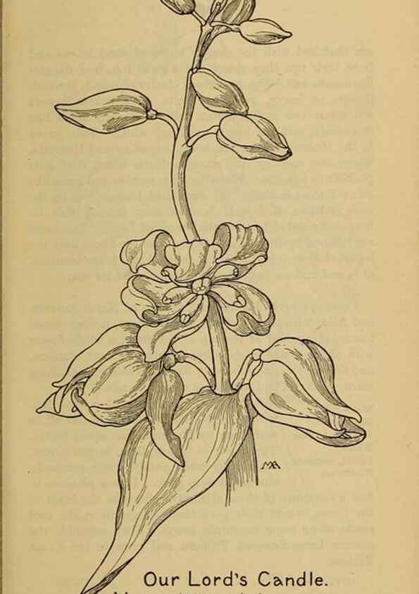 Reproducción/Reproduction 39887835423: Field book of western wild flowers /. New York :Putnam,1915.. 