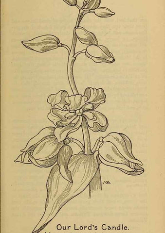 Reproducción/Reproduction 39887835423: Field book of western wild flowers /. New York :Putnam,1915.. 
