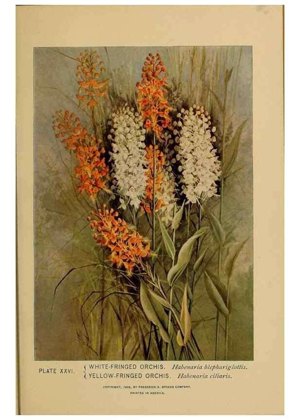 Reproducción/Reproduction 46800710662: A guide to the wild flowers.. New York,F. A. Stokes[1899]. 