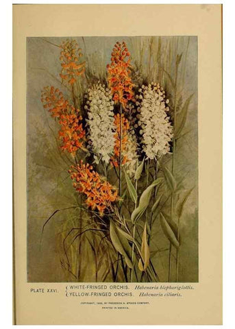 Reproducción/Reproduction 46800710662: A guide to the wild flowers.. New York,F. A. Stokes[1899]. 