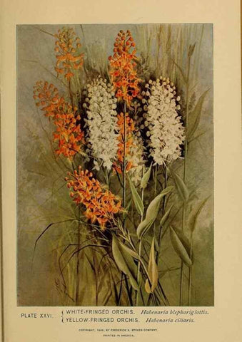 Reproducción/Reproduction 46800710662: A guide to the wild flowers.. New York,F. A. Stokes[1899]. 