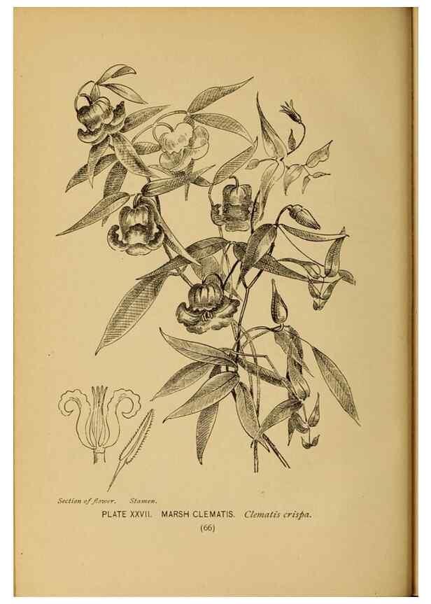 Reproducción/Reproduction 46852752451: A guide to the wild flowers.. New York,F. A. Stokes[1899]. 