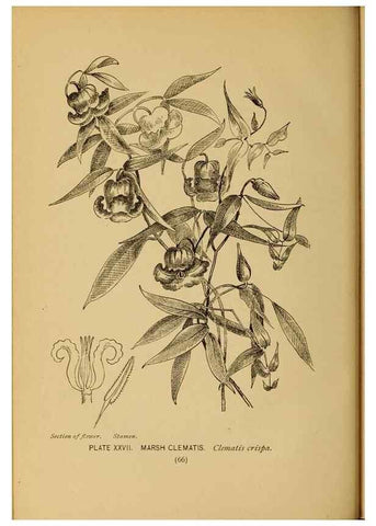 Reproducción/Reproduction 46852752451: A guide to the wild flowers.. New York,F. A. Stokes[1899]. 