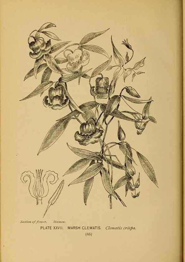 Reproducción/Reproduction 46852752451: A guide to the wild flowers.. New York,F. A. Stokes[1899]. 