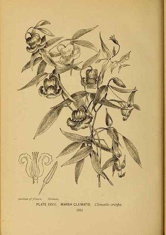 Reproducción/Reproduction 46852752451: A guide to the wild flowers.. New York,F. A. Stokes[1899]. 