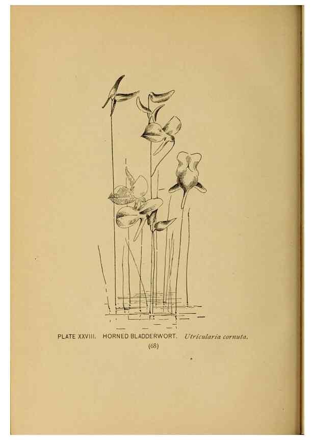 Reproducción/Reproduction 39887830213: A guide to the wild flowers.. New York,F. A. Stokes[1899]. 