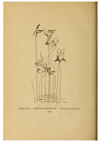 Reproducción/Reproduction 39887830213: A guide to the wild flowers.. New York,F. A. Stokes[1899]. 