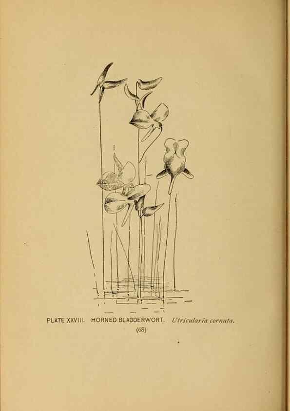 Reproducción/Reproduction 39887830213: A guide to the wild flowers.. New York,F. A. Stokes[1899]. 