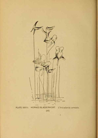Reproducción/Reproduction 39887830213: A guide to the wild flowers.. New York,F. A. Stokes[1899]. 
