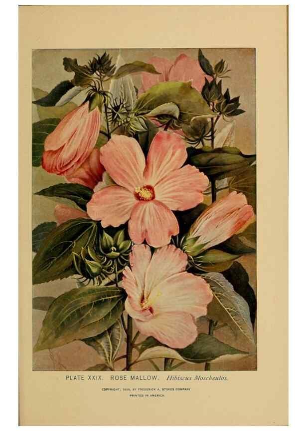 Reproducción/Reproduction 32977386638: A guide to the wild flowers.. New York,F. A. Stokes[1899]. 