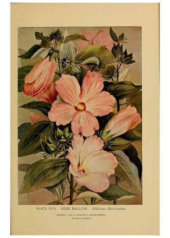 Reproducción/Reproduction 32977386638: A guide to the wild flowers.. New York,F. A. Stokes[1899]. 