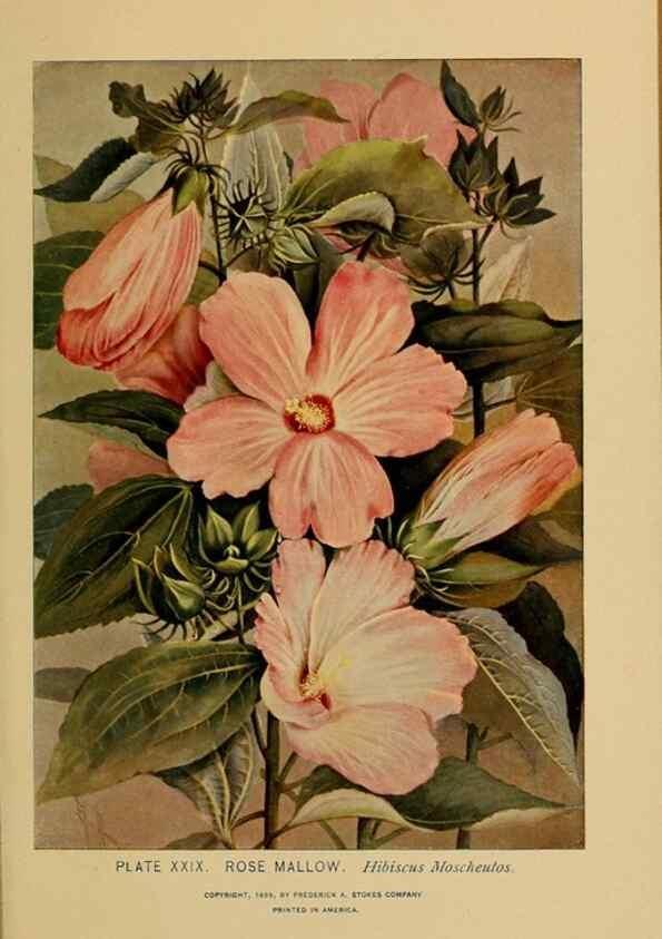 Reproducción/Reproduction 32977386638: A guide to the wild flowers.. New York,F. A. Stokes[1899]. 