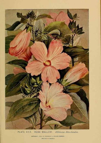 Reproducción/Reproduction 32977386638: A guide to the wild flowers.. New York,F. A. Stokes[1899]. 