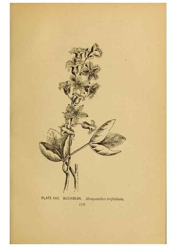 Reproducción/Reproduction 31911457687: A guide to the wild flowers.. New York,F. A. Stokes[1899]. 